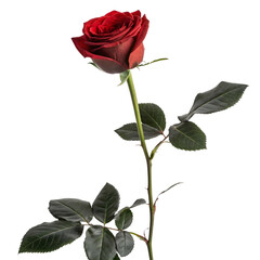 Single red rose with green leaves isolated on transparent background