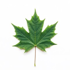 Close-up of a vibrant green maple leaf against a white background.