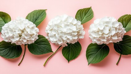 Three white hydrangea blooms with leaves on a pink backdrop