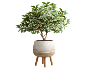  a realistic photograph of an indoor plant in a pot. the potted tree is placed on top of legs and stands upright. it has rich green leaves with white edges. the background.png