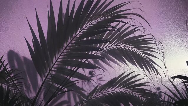 Abstract pattern of tropical plant shadow shapes cast upon lilac-toned background with ridged translucent surface effect
