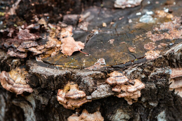 A close-up of an old forest stump with tinder fungi and fallen autumn leaves. Moss, brown bark, fungal growths on the surface, and the wood texture highlight the natural cycle and organic environment 