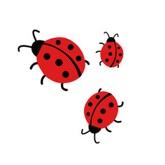 ladybug on white background