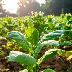 Tobacco plant in a field, vibrant green leaves, small white flowers