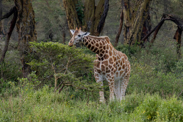 Critically endangered Rothschild's giraffe feeding on acacia leaves in the savanna woodland of Kenya