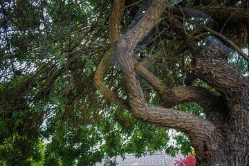 Naklejka premium Twisted tree branches among dense foliage