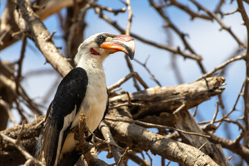 Male Von der Decken's Hornbill perched on a tree branch in the savanna of Tarangire National Park, Tanzania during a game drive