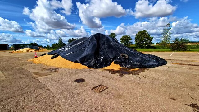 Agriculture crop harvest grain what storage outdoor covered drying in the sun