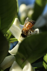 close up of bee on flower in nature