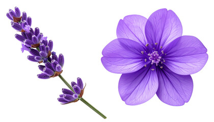 Obraz premium Purple flowers bundle with lavender and violet blooms, isolated on transparent background