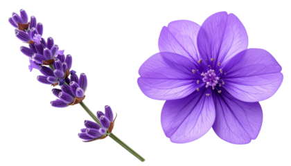  Purple flowers bundle with lavender and violet blooms, isolated on transparent background