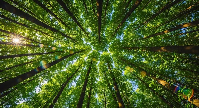 Looking up through lush green forest canopy towards the sunlit sky