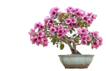 Bauhinia Orchid Tree Bonsai in Pot on Transparent Background