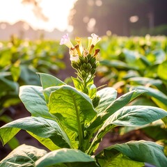 Tobacco plants in a field at sunrise
