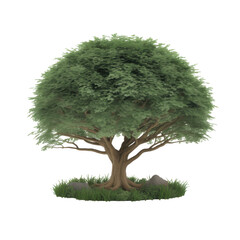Lush green deciduous tree with thick trunk and spreading branches isolated on a transparent background