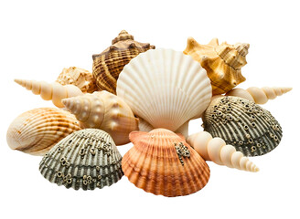 Obraz premium Collection of various seashells arranged in a cluster isolated on transparent background