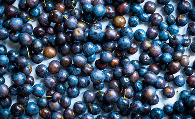 Harvest of fresh washed plums on textile background. Ripe and juice plums.