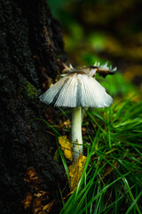 Fototapeta premium Aged armillaria mushroom with intricate gill structure. Wild mushrooms in the forest. Selective focus.