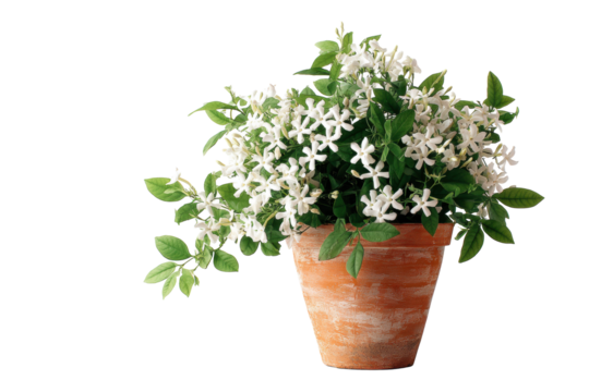 Stephanotis in terracotta pot on transparent background