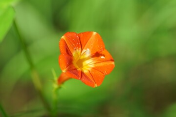 マルバルコウの花