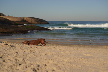 dog have fun on the beach