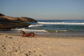 dog have fun on the beach