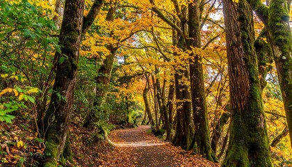 Obraz premium Autumnal path