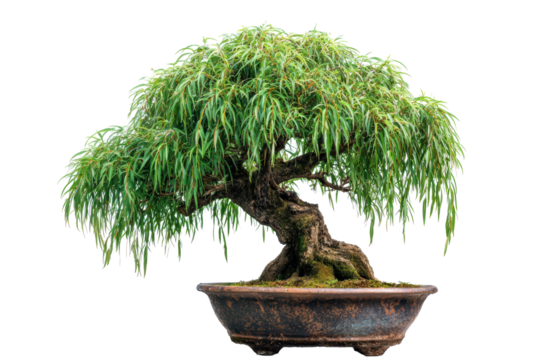 Willow Bonsai Tree in Terracotta Pot on White Background
