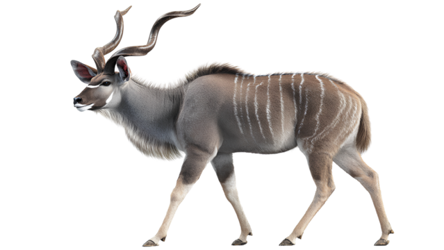 Greater Kudu Antelope PNG with Long Spiral Horns Isolated on Transparent Background