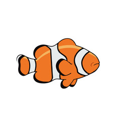 Clown fish vector illustration 