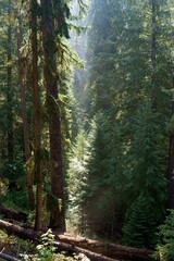 Vinal Creek Trail #9