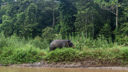 A  pygmy elephant walks along a clay riverbank through tall green grass. Side view. Thickets of rain forest trees against a  blue sky,  clouds. Malaysia. Borneo. Kinabatangan River Nature Reserve.