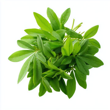 fresh cleome shoots on white background