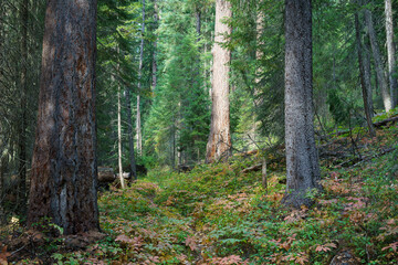 Naklejka premium Vinal Creek Trail #9