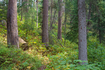 Vinal Creek Trail #9
