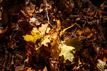 An oak branch with yellowed leaves lying on the ground