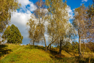 A colorful green slope covered with birch trees