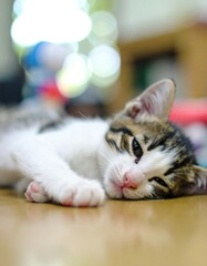 Sleepy tabby and white kitten lying on the floor