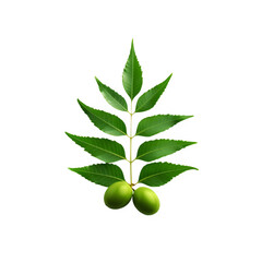 Neem leaf with neem fruit on transparent background