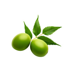 Fresh neem leaf with neem fruit on transparent background