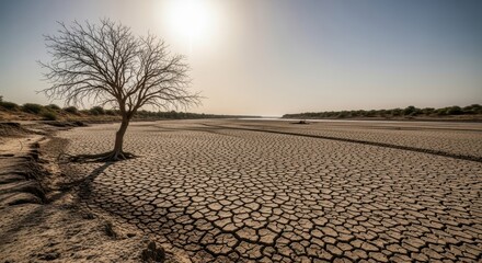 Desolate cracked earth of a dry riverbed with a bare tree under a scorching sun