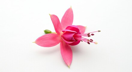 Fototapeta premium Beautiful Pink Fuchsia Flower Isolated on White Background Studio Shot.
