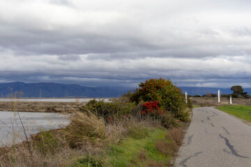 Late winter wetland trail with berry bushes and pond, Bay Area California