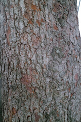 Close Up of Tree Bark Texture