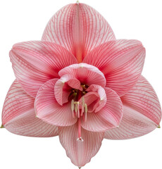 Delicate Pink Amaryllis Flower with Visible Veins Against White Background