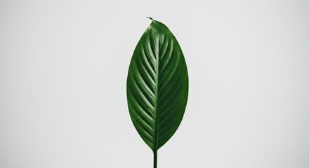 A Single Vibrant Green Leaf Against a Clean White Background.