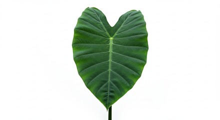A large green elephant ear leaf isolated on a white background.