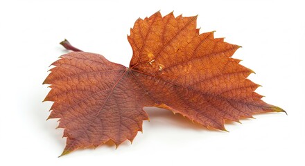 Autumn Leaf Isolated on White Background with Detailed Texture.