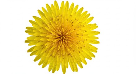 A single bright yellow dandelion flower head isolated on a white background.