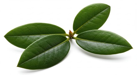 A cluster of vibrant green leaves on a white background.